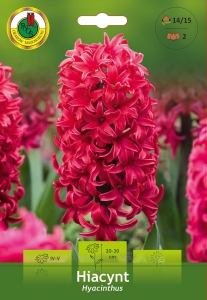 Hiacynt (Hyacinthus) czerwony 2szt.