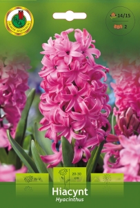 Hiacynt (Hyacinthus) różowy 2szt.