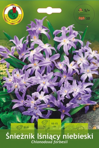 Śnieżnik lśniący niebieski (Chionodoxa forbesii) - cebulki kwiatowe PNOS 10szt.