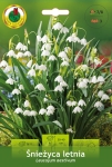 Śnieżyca Letnia (Leucojum Aestivum) 3szt.