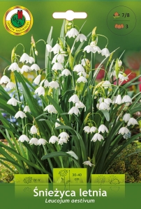 Śnieżyca Letnia (Leucojum Aestivum) 3szt.
