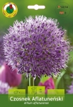 Czosnek ozdobny (Allium) Aflatuneński 2szt.