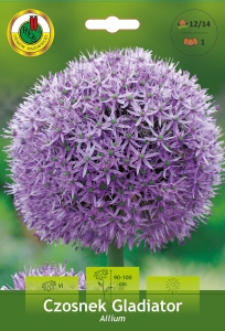 Czosnek ozdobny Gladiator 1 szt.