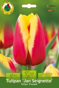 Tulipan (Tulipa) Jan Seignette 5szt.