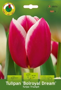 Tulipan (Tulipa) Bolroyal Dream 5szt.
