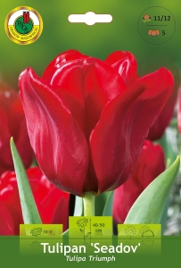 Tulipan (Tulipa) Seadov 5szt.