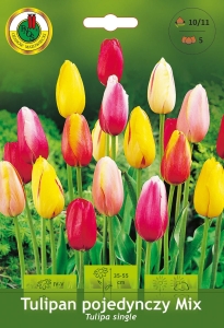 Tulipan (Tulipa) pojedynczy Mix 5szt.