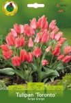 Tulipan (Tulipa) Toronto 5szt.