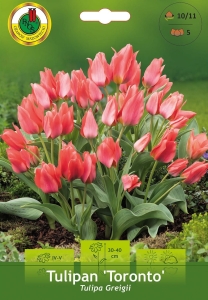 Tulipan (Tulipa) Toronto 5szt.