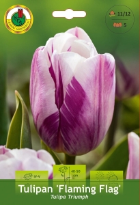 Tulipan (Tulipa) Flaming Flag 5szt.