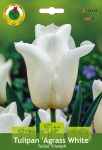 Tulipan (Tulipa) Agrass White 5szt.