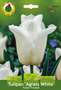 Tulipan (Tulipa) Agrass White 5szt.