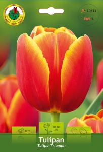 Tulipan (Tulipa) czerwono-żółty 5szt.