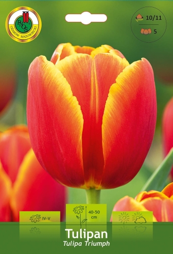 Tulipan triumph czerwono-żółty - cebulki kwiatowe PNOS 5szt.