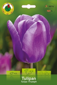 Tulipan (Tulipa) Blue 5 szt.