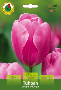 Tulipan (Tulipa) Rose 5szt.