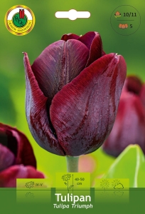 Tulipan (Tulipa) Czarny 5szt.