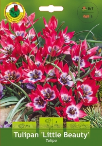 Tulipan (Tulipa) Little Beauty 5szt.