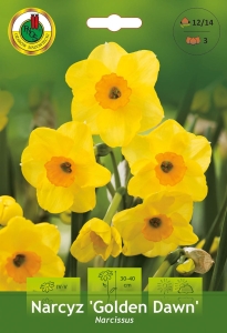 Narcyz (Narcissus) Golden Dawn 3szt.