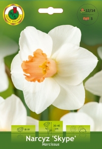 Narcyz (Narcissus) Skype 3szt.