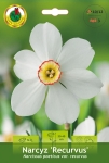 Narcyz (Narcissus) Recurvus 3szt.