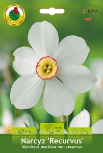 Narcyz (Narcissus) Recurvus 3szt.