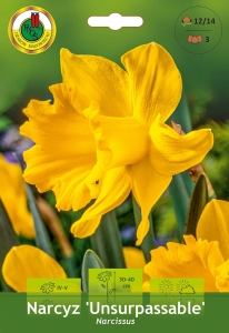 Narcyz (Narcissus) Unsurpassable 3szt.