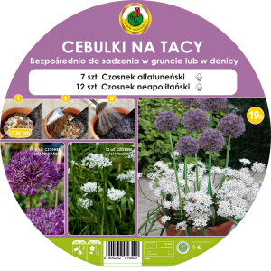 Cebulki PNOS na tacy - Czosnek Aflatuneński, Czosnek Neapolitański