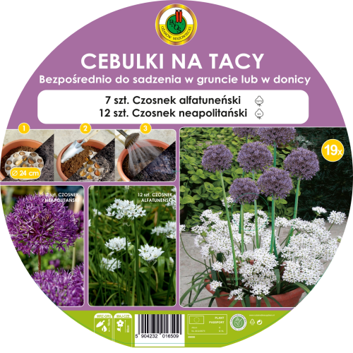 Cebulki PNOS na tacy - Czosnek Aflatuneński, Czosnek Neapolitański