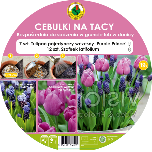Cebulki PNOS na tacy - Tulipan Purple Prince, Szafirek Latifolium