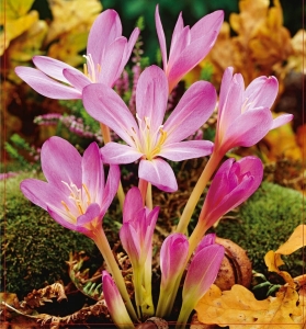 Zimowit (Colchicum) Lilac Wonder 1szt.