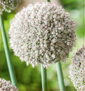 Czosnek ozdobny (Allium) Ping Pong 10szt.