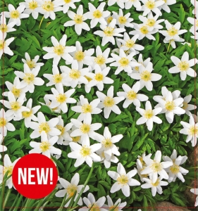 Zawilec (Anemone) Nemorosa 5szt.
