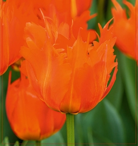 Tulipan Leo Bataviae 5szt.