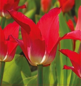 Tulipan Neon Rose 5szt.