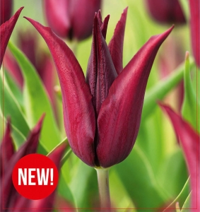 Tulipan Sarah Raven 5szt.