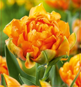 Tulipan Orca 5szt.