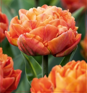 Tulipan Valdivia 5szt.