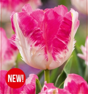 Tulipan Cabanna 5szt.