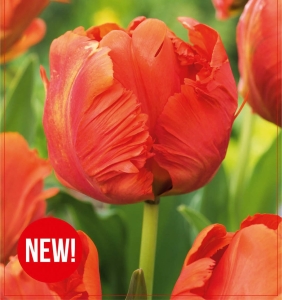 Tulipan Flower Power 5szt.