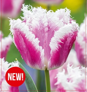 Tulipan Hawaii 4szt.
