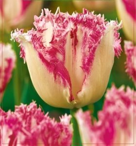 Tulipan Yasmine 5szt.