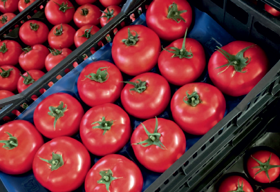 Nasiona profesjonalne - Pomidor Signora F1