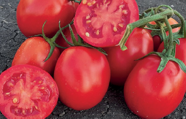 Nasiona profesjonalne - Pomidor Cartize F1