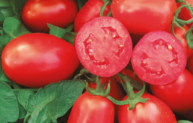 Nasiona profesjonalne - Pomidor Rulander F1