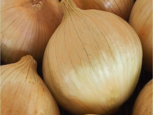 Cebula Globo 100 000z