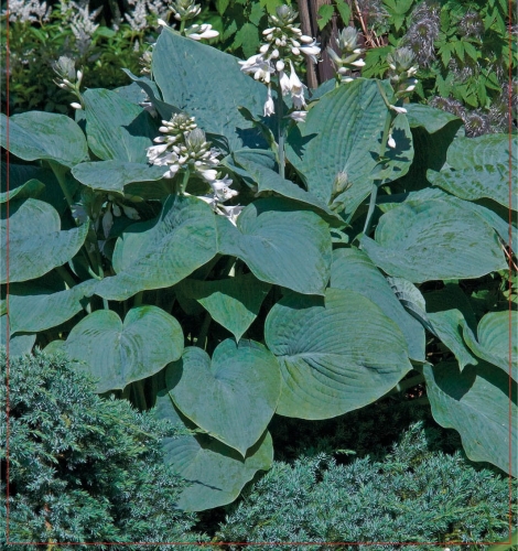 Hosta Elegans (_1529).jpg