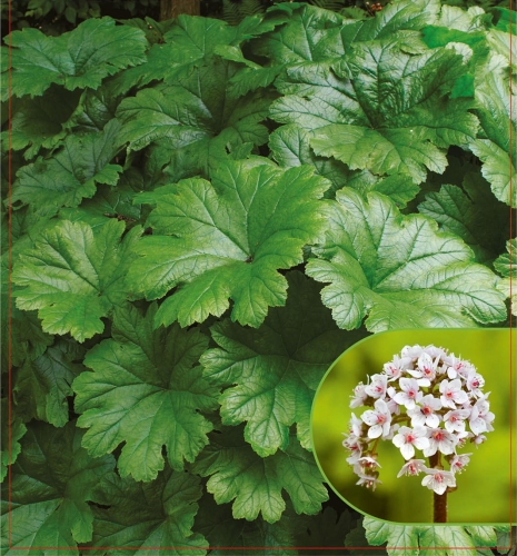 Darmera peltata (_7365).jpg