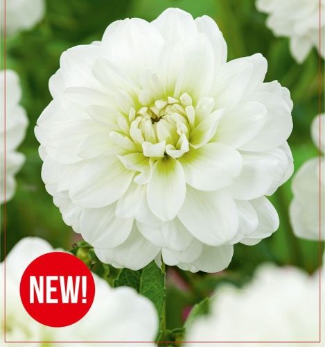 Dahlia Never Give Up.jpg