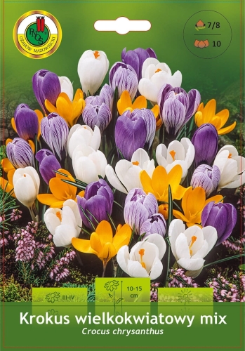 Krokus wielkokwiatowy mix - Crocus _cebulki kwiatowe PNOS